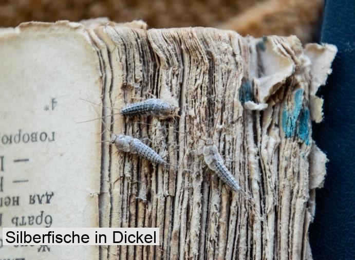 Silberfische in Dickel